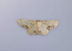 Idaea chotaria