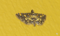 Eurrhyparodes bracteolalis