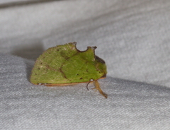 Paracyphanta kurokoi