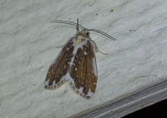 Pseudoadites frigida