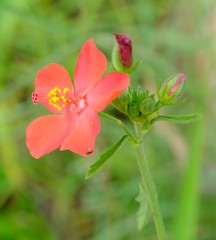 Hibiscus praeteritus