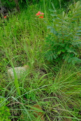 Hibiscus praeteritus