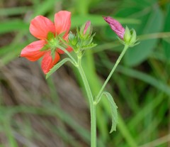 Hibiscus praeteritus