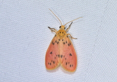 Miltochrista parallelina