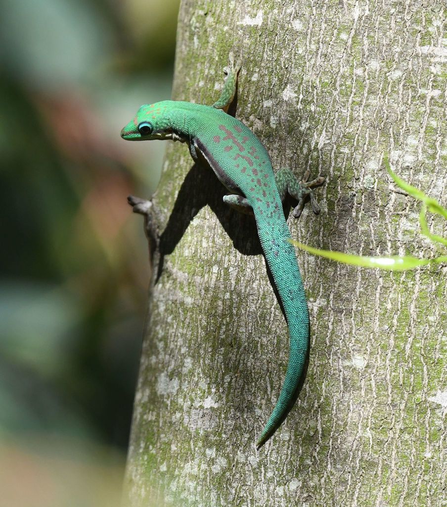 Lined Day Gecko