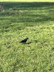 Corvus monedula