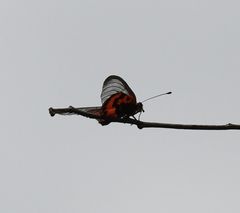 Acraea ranavalona