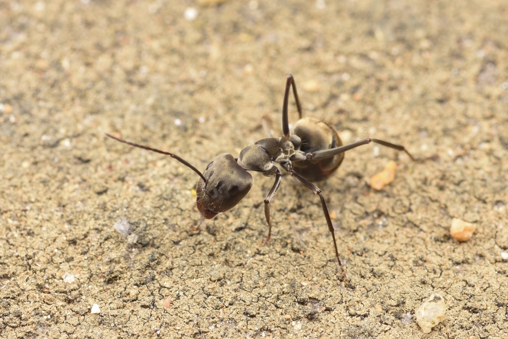 Camponotus parius from Tampines, Singapore on February 28, 2019 by ...