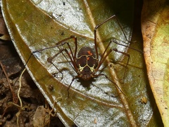 Cosmetinae