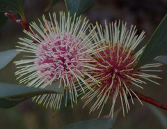 Hakea petiolaris