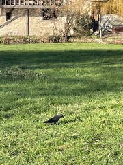 Corvus monedula