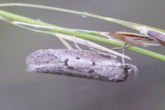 Ericrypsina chorodoxa