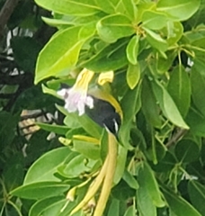Coereba flaveola