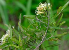 Nuxia oppositifolia