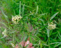 Nuxia oppositifolia
