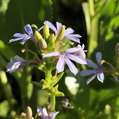 Scaevola crassifolia