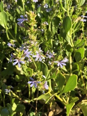 Scaevola crassifolia