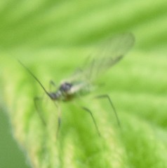 Aphididae
