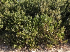 Scaevola crassifolia