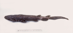 Apristurus ampliceps