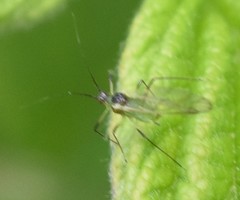 Aphididae