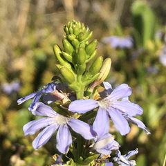 Scaevola crassifolia