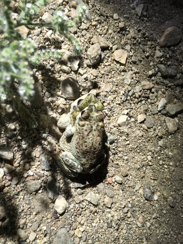 iNaturalist observation photo of Red-spotted Toad