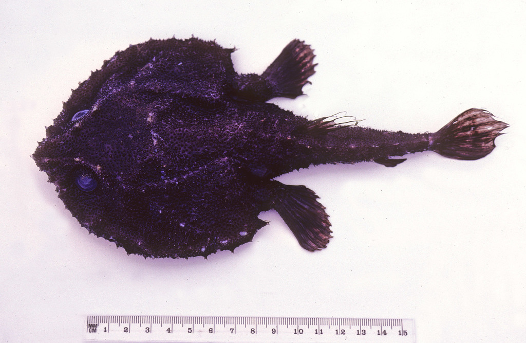 Japanese Seabat