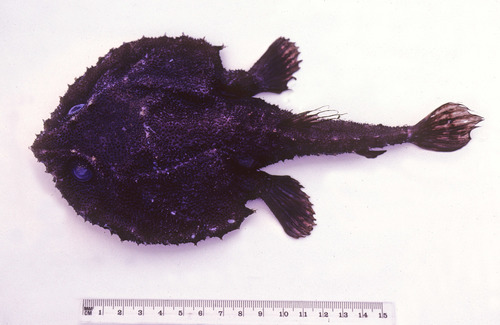 Dibranchus japonicus