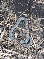 Coluber constrictor foxii