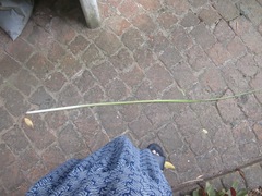 Kniphofia linearifolia