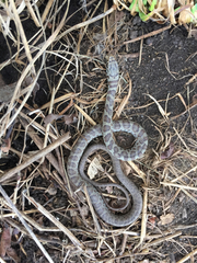 Coluber constrictor foxii