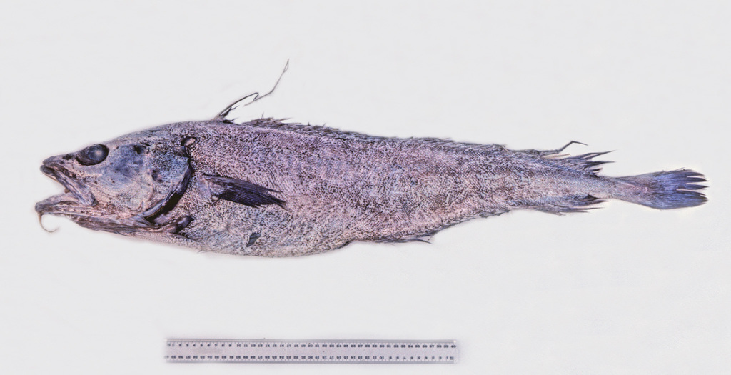 Northern Gray Hakeling
