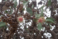 Hakea petiolaris