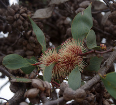 Hakea petiolaris