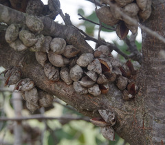 Hakea petiolaris
