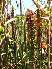 Kniphofia linearifolia