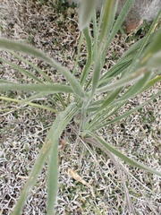Chlorophytum transvaalense