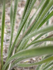 Chlorophytum transvaalense