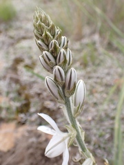 Chlorophytum transvaalense