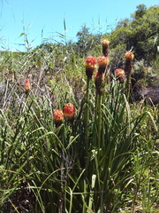 Kniphofia linearifolia