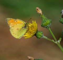 Colias lesbia