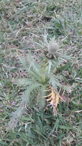 Image of Eryngium Agavifolium (Eryngium agavifolium) by no rights reserved