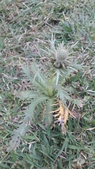 Eryngium agavifolium