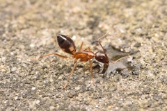 Camponotus albosparsus
