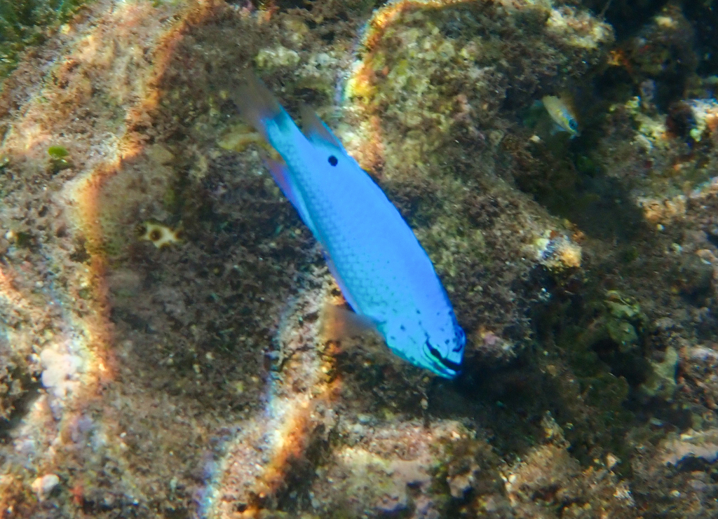 Blue Damsel-fish