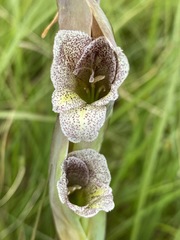 Gladiolus ecklonii image