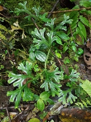 Selaginella doederleinii