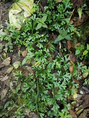 Selaginella doederleinii