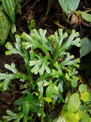 Selaginella doederleinii